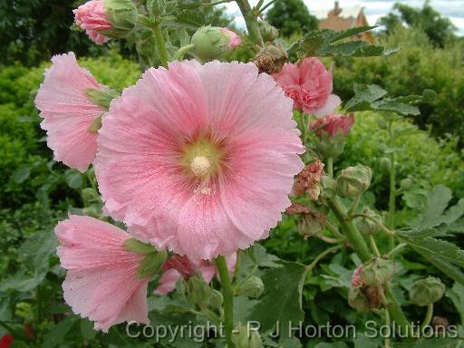 Hollyhock Single Pink 